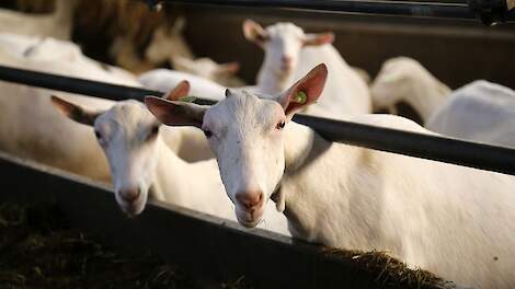Melkveebedrijf in Raerd mag geitenhouderij worden - Veldpost
