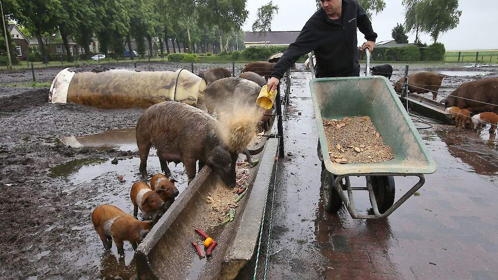 De biggen worden op vier weken gespeend, waarna ze nog acht tot tien weken bij de zeug blijven in samengestelde groepen met biggen van andere tomen. „Zo kunnen ze wennen aan de groepsvorming en het leven binnen afrastering”, vertelt Hempen. Rond twaalf a