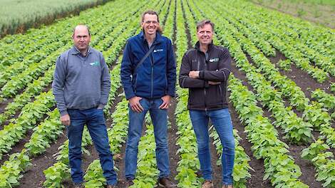 ERF-bedrijfsleider Theo Heijboer, onderzoeker Dirk van Apeldoorn en ERF-directeur Jaco Burgers in de strokenteelt.