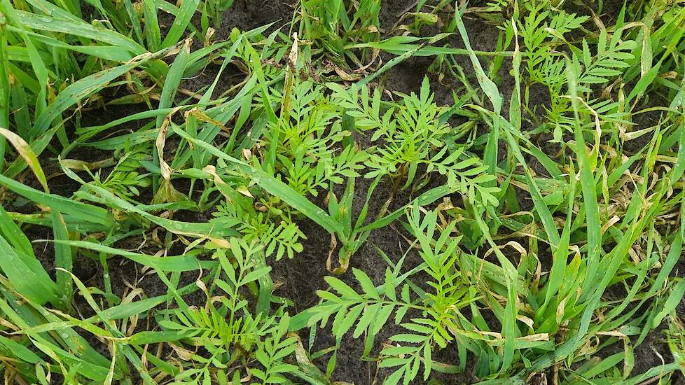 Opslag van wintergerst tussen de tagetes.