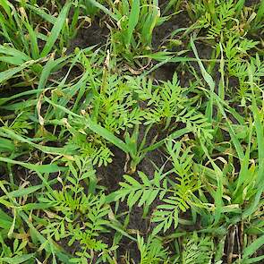 Opslag van wintergerst tussen de tagetes.