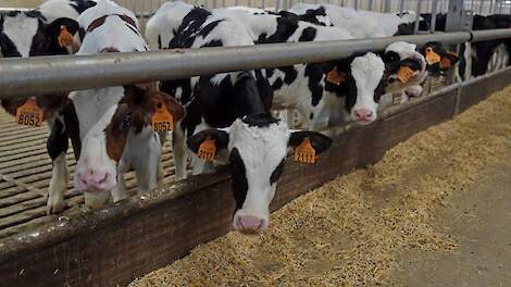 VanDrie Group mag Nederlandse activitieiten Van Dam overnemen - Veldpost