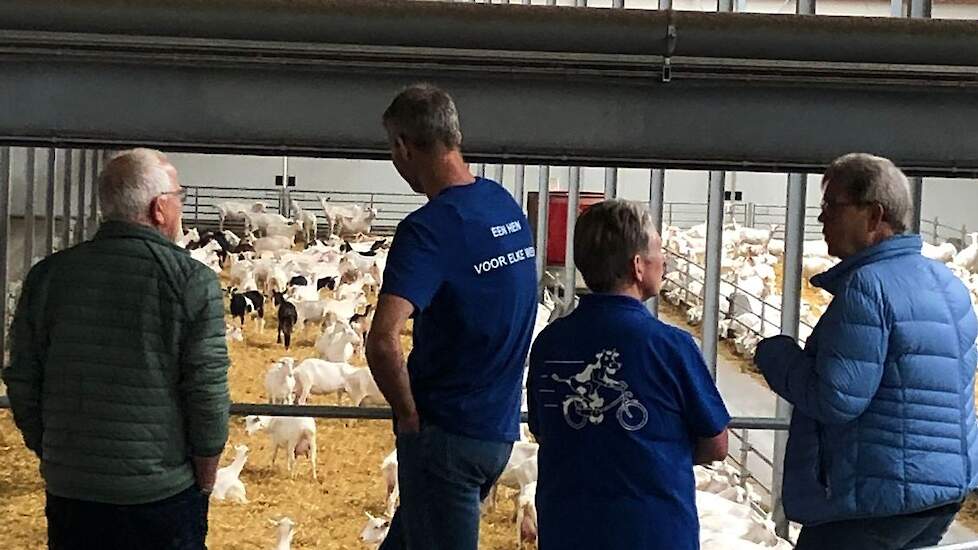Geitenbedrijf Feddema uit Borger