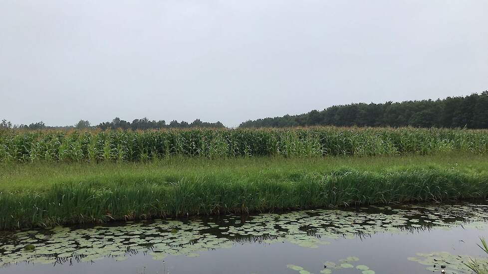 Op het veld liggen verschillende proeven. Op de grond die geploegd is, staat de maïs er net iets beter voor. Maar Zandvliet verwacht dat het verschil met de stroken die niet-kerend zijn bewerkt nog wel kleiner wordt. "De ervaring is dat als je uiteindelij
