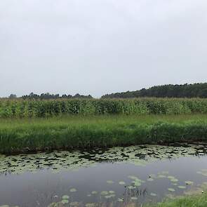 Op het veld liggen verschillende proeven. Op de grond die geploegd is, staat de maïs er net iets beter voor. Maar Zandvliet verwacht dat het verschil met de stroken die niet-kerend zijn bewerkt nog wel kleiner wordt. "De ervaring is dat als je uiteindelij