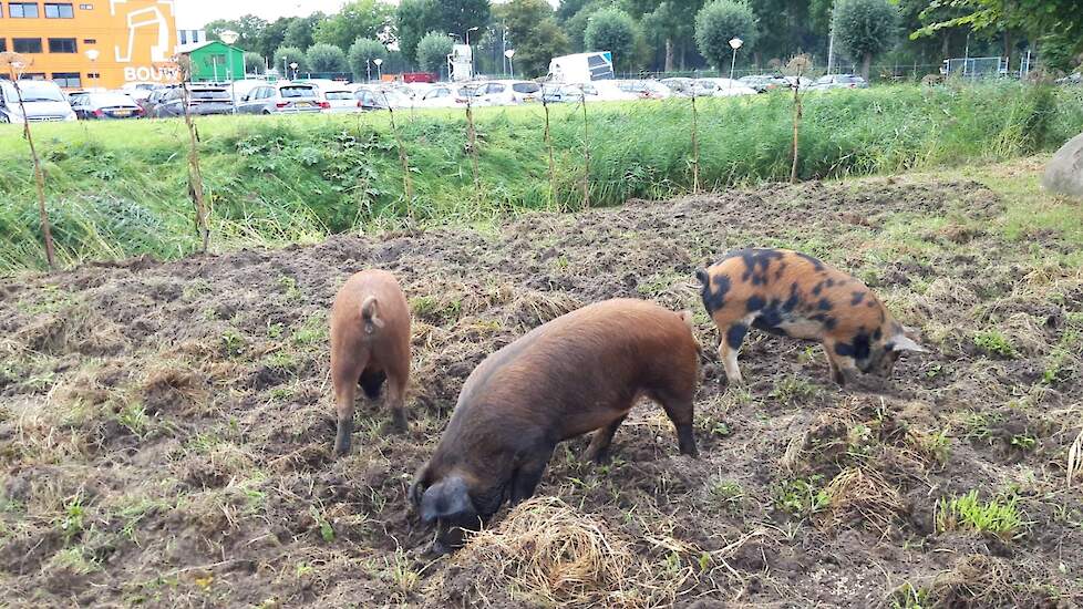 De varkens hebben de grond al aardig omgewoeld.