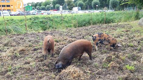De varkens hebben de grond al aardig omgewoeld.