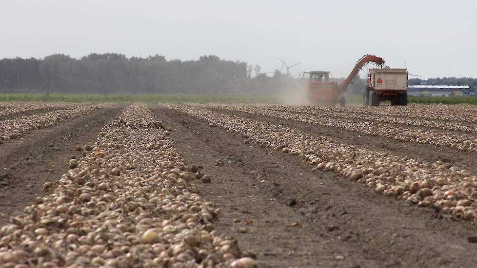 De uien zijn redelijk groen geoogst, vertelt Stehouwer.
