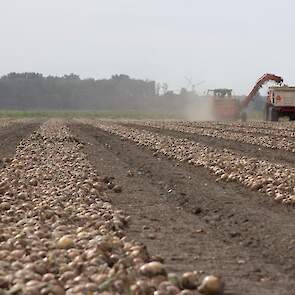 De uien zijn redelijk groen geoogst, vertelt Stehouwer.