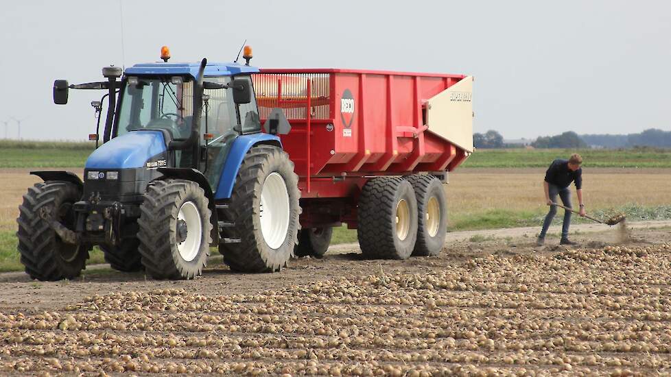 Bas Daling (Medewerker bij De With) begint met het verzamelen van wat losliggende uien.