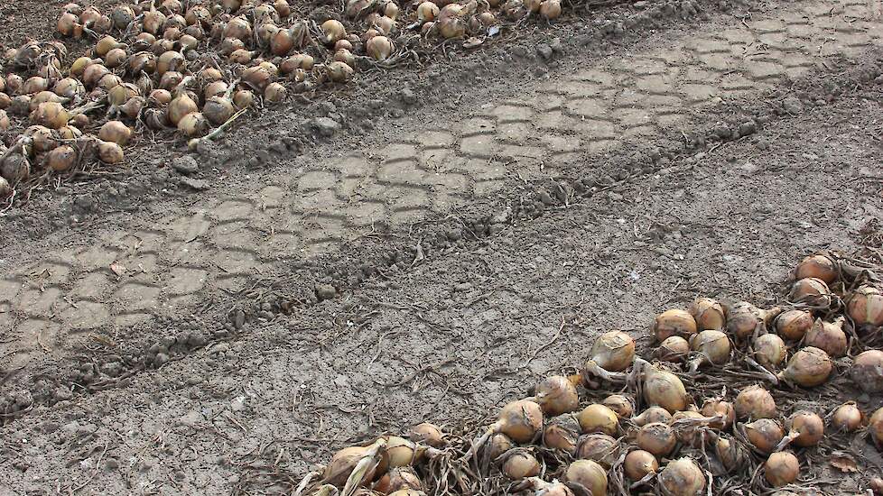 Stehouwer: „We hebben de uien één week in het zwad laten liggen. Dat is ook wel minimaal als je de uien wat groener oogst.”