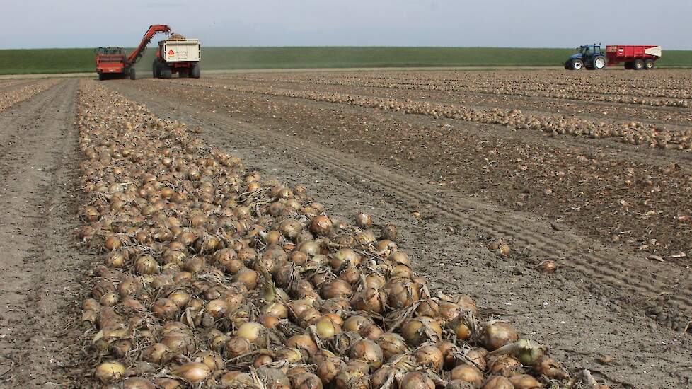 De drie vullen drie kippers met uien waarna ze weer naar het bedrijf aan de Tarpanweg rijden.