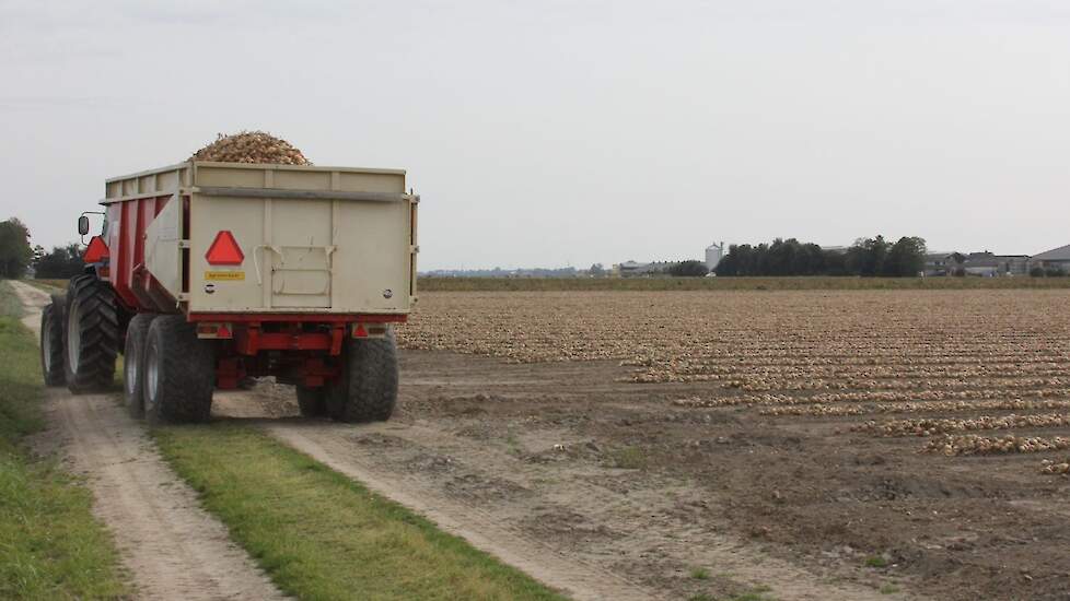 Als het kon had Stehouwer ze nog wel langer willen laten liggen, maar er werd regen voorspeld. „Die regen is uiteindelijk niet gevallen, maar je moet op een gegeven moment een keuze maken wanneer je de uien gaat binnenhalen.”