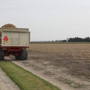 Als het kon had Stehouwer ze nog wel langer willen laten liggen, maar er werd regen voorspeld. „Die regen is uiteindelijk niet gevallen, maar je moet op een gegeven moment een keuze maken wanneer je de uien gaat binnenhalen.”