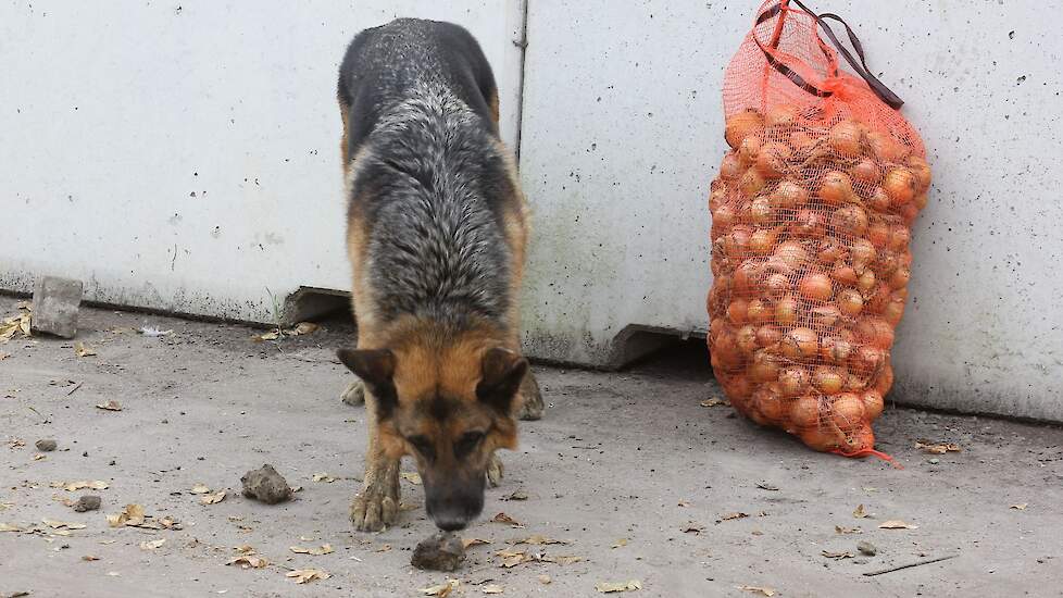 Nadat de inschuurlijn staat heeft de herder keuzestress over welke kluit nou het mooiste speelgoed is. Hij wordt er onrustig van. Er moet mee gevoetbald worden, hoe groter de bonk klei hoe beter. De uien vind hij niet interessant.