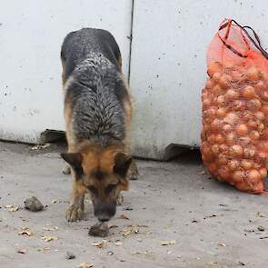 Nadat de inschuurlijn staat heeft de herder keuzestress over welke kluit nou het mooiste speelgoed is. Hij wordt er onrustig van. Er moet mee gevoetbald worden, hoe groter de bonk klei hoe beter. De uien vind hij niet interessant.
