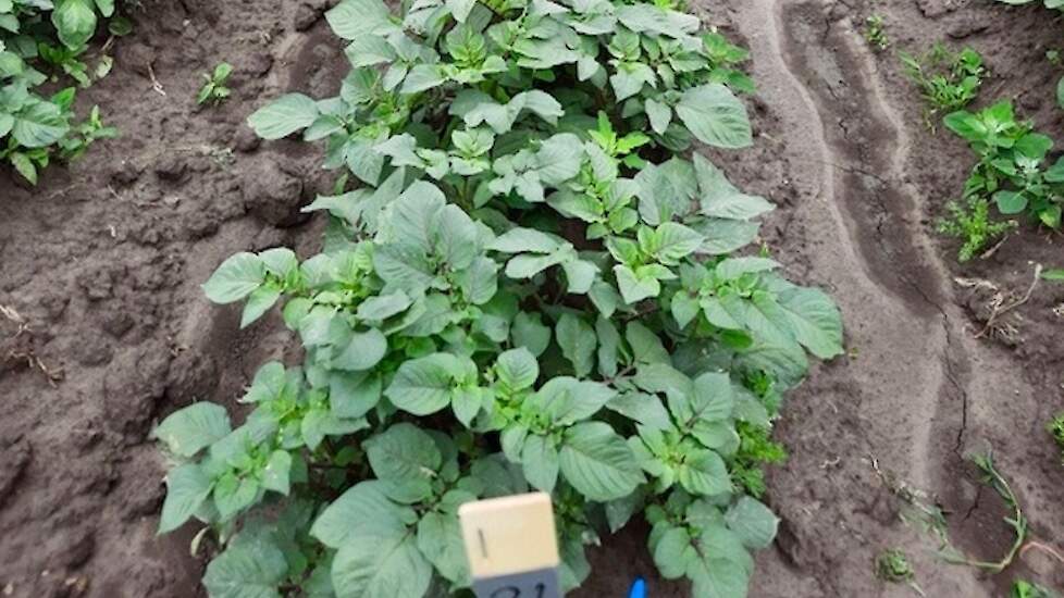 Een van de nieuwe nummers op het proefveld van de Fries-Groningse Aardappel Kwekers Vereniging.
