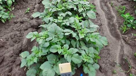 Een van de nieuwe nummers op het proefveld van de Fries-Groningse Aardappel Kwekers Vereniging.