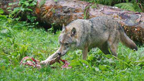 Statenlid Johan Moes: „Het is niet de vraag óf we de wolf moeten gaan bejagen maar wanneer." (archieffoto)