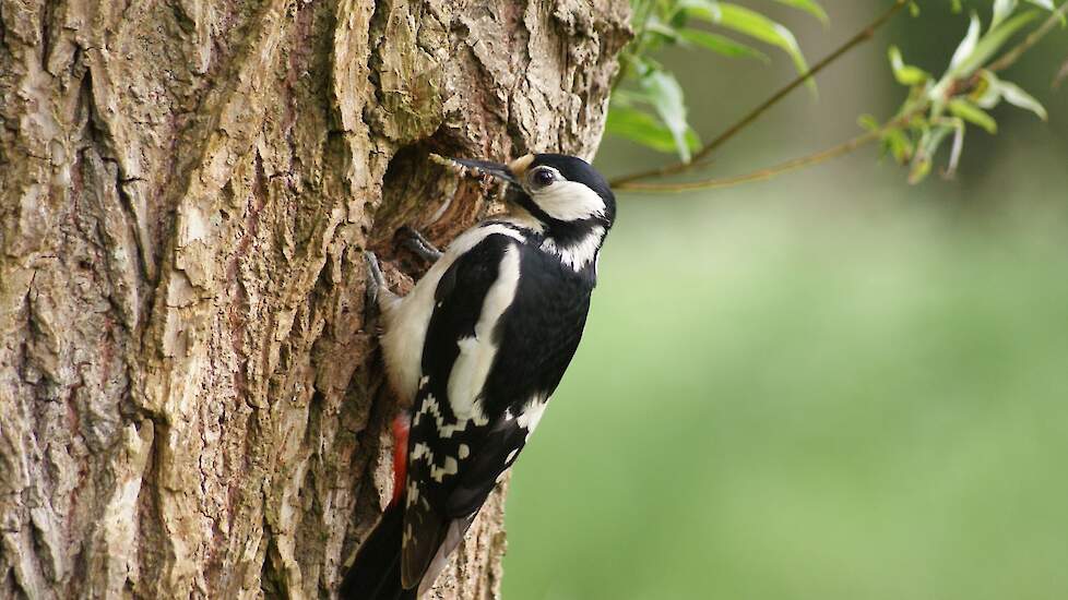 De grote bonte specht op een boerenerf is een teken dat het daar goed gaat met de biodiversiteit.