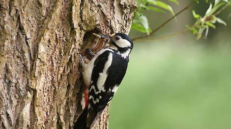 De grote bonte specht op een boerenerf is een teken dat het daar goed gaat met de biodiversiteit.