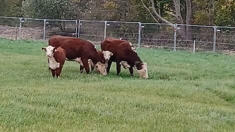 Terra-studenten veehouderij kunnen op het SuikerTerrein kennis maken met het Hereford vleeskoeienras.