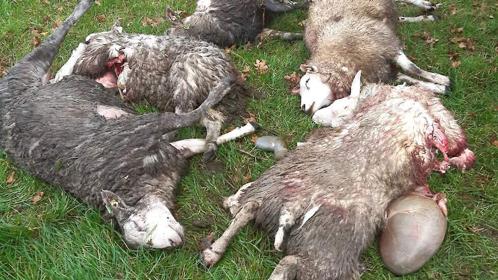 Gisteren werden vijf schapen doodgebeten in Wapse en vanochtend was het alweer mis.
