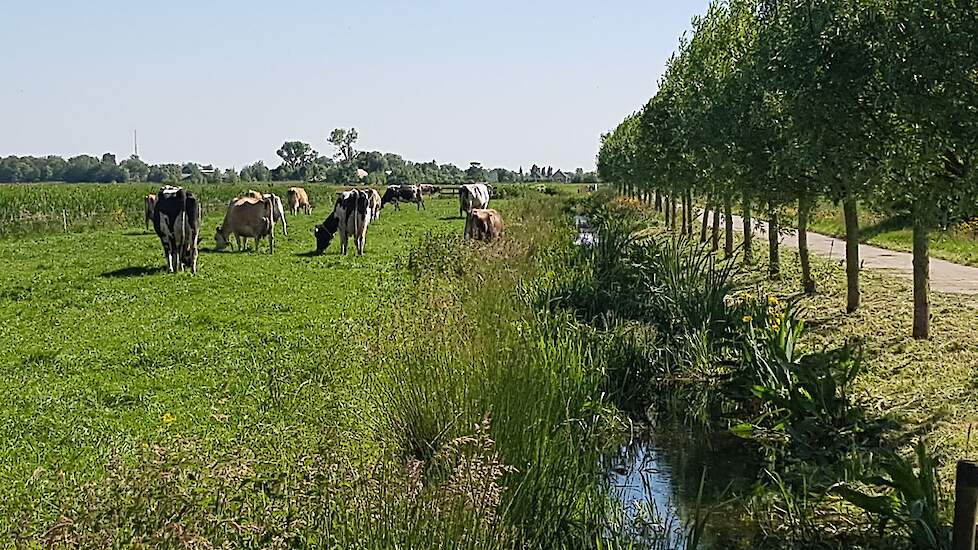 Innovatie moet volgens de VVD prioriteit hebben bij de oplossing van het stikstofprobleem en niet uitkoop of onteigening.