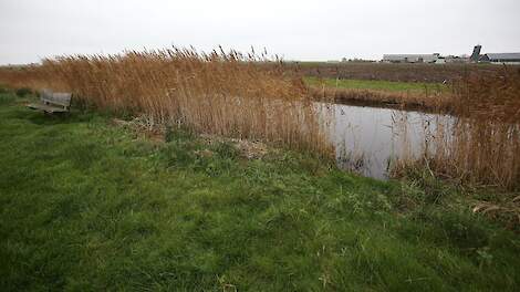 Friesland loopt achter bij de gebiedsgerichte aanpak stikstof ten opzichte van Groningen en Drenthe.