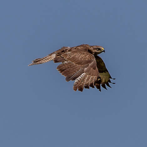 De buizerd richt zich vooral op weidevogelpullen.