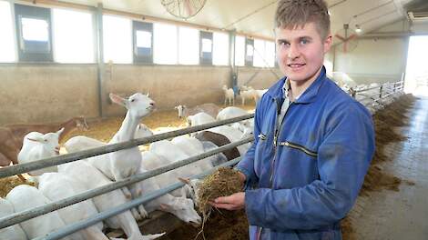 Plakvoer voor geiten. Ook geitenhouder Marius van der Schans uit Lith doet mee met het voeren van ingeweekt voer aan zijn geiten.