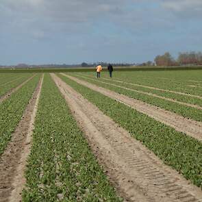 Karma heeft in de Flevopolders circa 40 hectare tulpen staan. Ze worden allemaal, meer of minder intensief, nagelopen. „Naar aanleiding van wat we tegenkomen bepalen we hoe vaak we terugkomen. Dat kan soms één keer per week zijn."