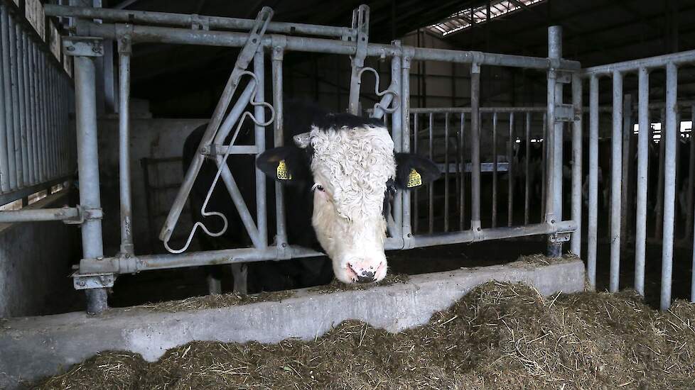 Stiertje Langweer laat zich moeilijk vangen