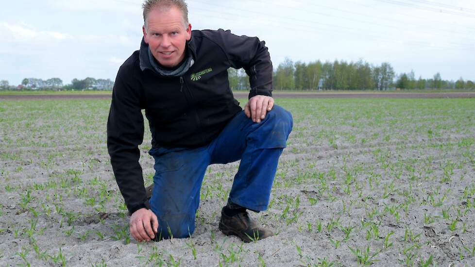 Akkerbouwer Arjan Timmerman zet in op een opbrengst van 14,5 ton suiker per hectare. Vorig jaar had hij 14 ton per hectare. „Of ik het haal, ligt aan het groeiseizoen. Dat is altijd een gok.”