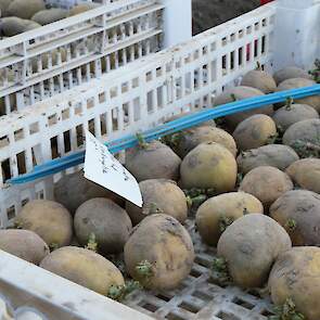 Kweken is vooruitzien: pas over een jaar of tien komt een mogelijk nieuw ras op de markt. „Wij hadden er voor gekozen met ons kweekwerk in te zetten op andere markten, zoals India, waar veel minder gewasbeschermingsmiddelen worden gebruikt. Nederland zet