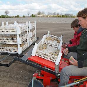 De stammen zijn in één dag gepoot. Naast de stammen teelt Scholtens nog circa 21 hectare pootgoed. Het poten hiervan is bijna klaar.