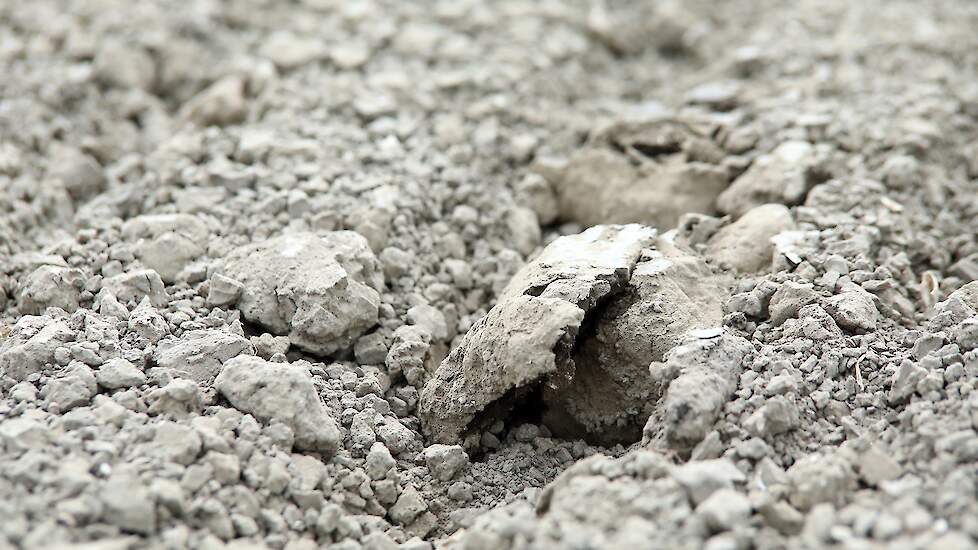 In de bieten op de gangbare percelen waren problemen met de opkomst als gevolg van korstvorming. De bieten zijn deels overgezaaid. In de uien waren geen problemen. „Deze zijn voor of net na de regen gezaaid. En we hebben tijdig kunnen eggen om korst te vo