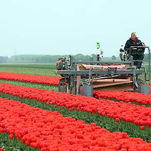 Vader Koos is al met pensioen, maar helpt zijn zoon nog graag op het tulpenbedrijf. „Hij vindt het een mooi klusje, en ik ben blij dat hij het wil doen. We zijn in deze periode binnen druk met de bloemen en buiten druk met de teelt en selectie.”