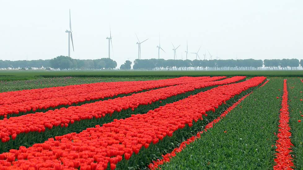 Niels Kreuk teelt 27 hectare met 17 verschillende cultivars tulpen voor de eigen broeierij. Hier kopt hij de cultivar Ben Fire. Deze zijn geteeld op een perceel bij Zeewolde. „We draaien al 22 jaar mee in het bouwplan van deze akkerbouwer. En daar zijn we