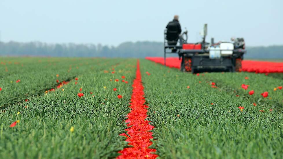 Het koppen is bijna halverwege. „We koppen alles twee keer, omdat niet alles er in één ronde af gaat. Nog één cultivar die we voor de eerste keer moeten koppen, de rest moet nog voor de tweede keer.”