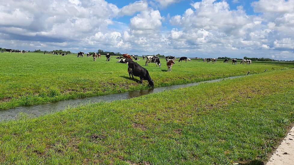 De melkkoeien van De Jong genoten van het mooie weer.