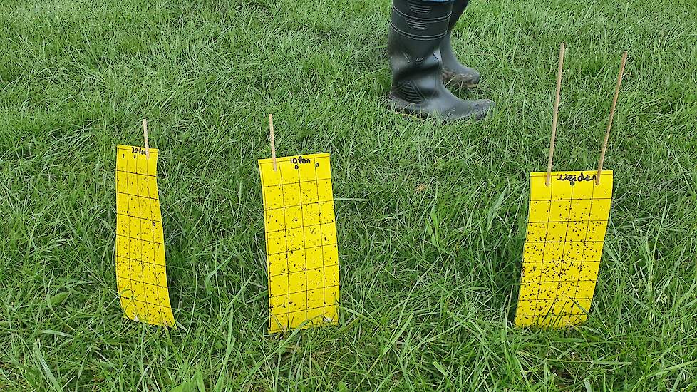 De plakstrips stonden in percelen waar 10 of 20 ton ruige mest op waren gekomen en op een perceel waar geweid werd.