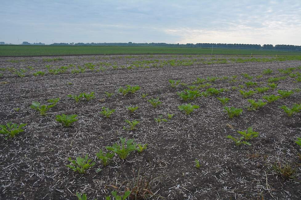 Veel plantwegval als gevolg van bietenkevers.