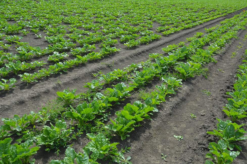 Proefveld herbiciden, met in het midden de onbehandelde strook.