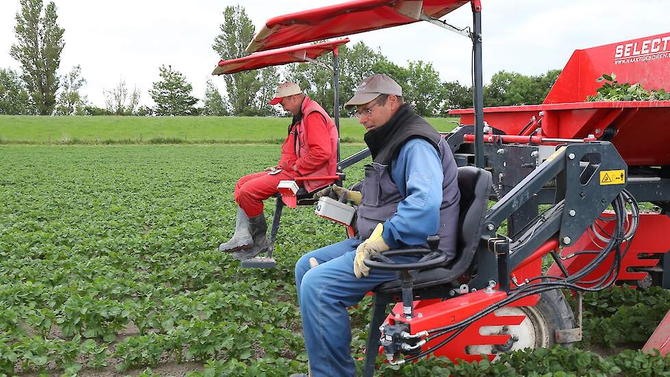 Martijn Dijk (in rode overall) is een medewerker van Zuiderveld. Piet Flipsen is een ZZP’er die zichzelf met zijn selectiekar verhuurt aan pootgoedtelers. Er is veel vraag naar goede selecteurs, weet Flipsen. „Veel jongeren willen dit werk niet meer doen.