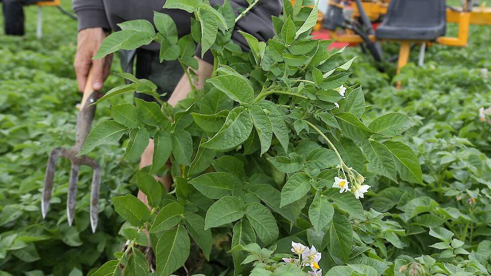 Er is weinig virus te zien. Wel staan er wat meer opslagplanten in door het uitblijven van strenge vorst. „Het is nog geen drama, maar we moeten er wel op letten.” De With teelt aardappelen in een rotatie van één op drie. „Vorig jaar stond hier tarwe, daa