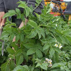 Er is weinig virus te zien. Wel staan er wat meer opslagplanten in door het uitblijven van strenge vorst. „Het is nog geen drama, maar we moeten er wel op letten.” De With teelt aardappelen in een rotatie van één op drie. „Vorig jaar stond hier tarwe, daa