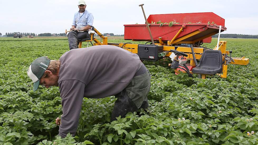 Als het selecteren vlot doorgaat, zoals nu, kunnen ze zo’n 6 tot 8 hectare per dag selecteren.