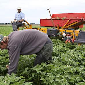 Als het selecteren vlot doorgaat, zoals nu, kunnen ze zo’n 6 tot 8 hectare per dag selecteren.