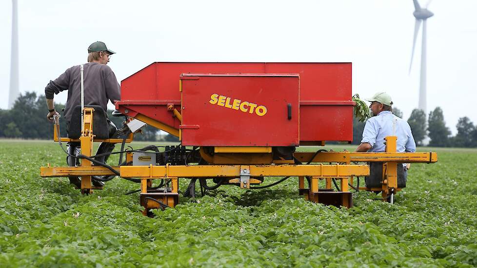 Ze selecteren met een Selecto. Het is het prototype waar mechanisatiebedrijf Naaktgeboren ooit mee is begonnen, vertelt de akkerbouwer. Het is een wat oudere, maar wel een fijne kar. „Nieuwe zijn misschien mooier, maar deze machine doet wat hij moet doen.